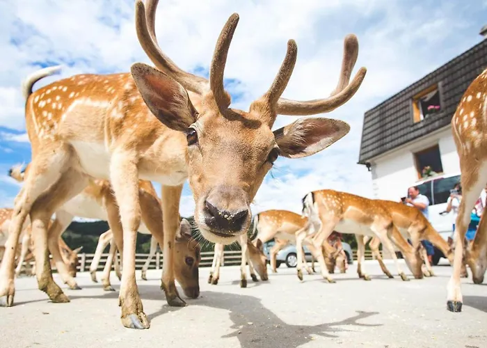 Hébergement de vacances Francek House Podcetrtek Buce